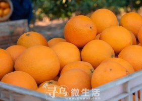 阿里数字农业考察团来到江西农产品50强——信必果｜寻乌...