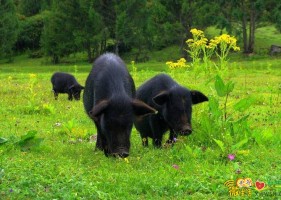 "高原之珍"撒欢山林 寻乌建大型藏香猪养殖基地
