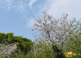 一起踏春看樱花，相约赣县樱花公园